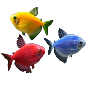 דגים