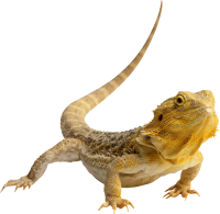 זוחלים